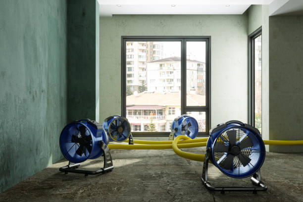 Best Mold removal after water damage  in Fifth Street, TX